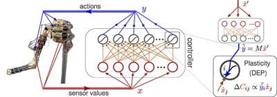 Self-Organized Behavior Generation for Musculoskeletal Robots